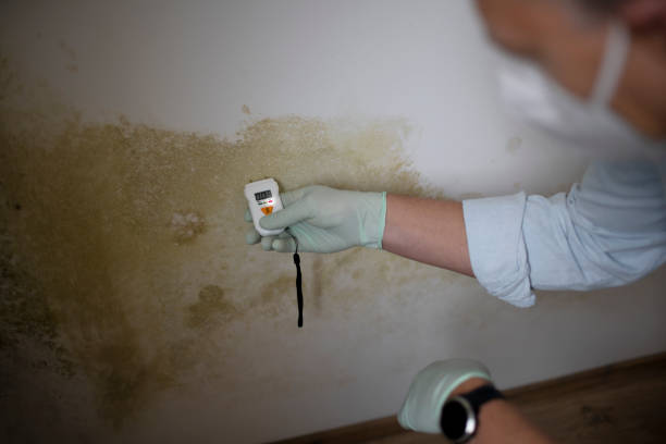 Best Mold Cleaning Services  in Warm Mineral Springs, FL