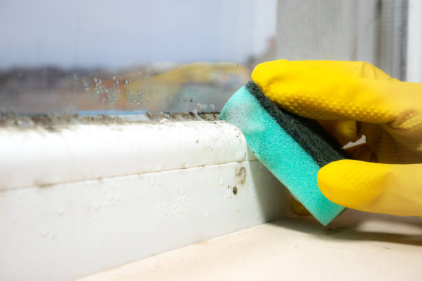 Best Commercial Mold Removal  in Warm Mineral Springs, FL