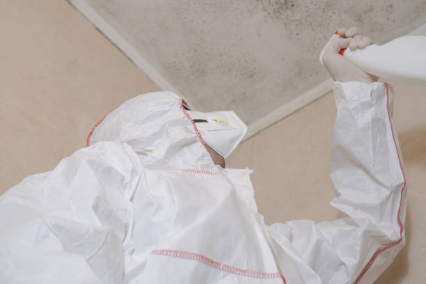 Best Certified Mold Removal  in Warm Mineral Springs, FL