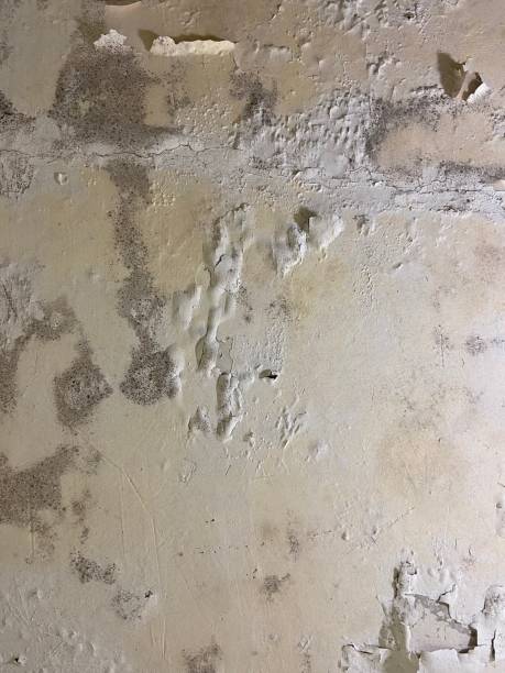 Home Mold Removal in Warm Mineral Springs, FL