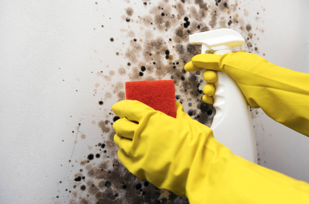 Best Same-Day Mold Removal  in Warm Mineral Springs, FL