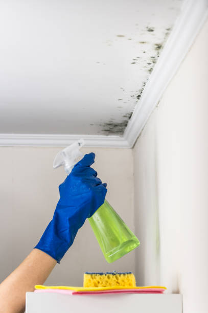 Best Mold Remediation  in Warm Mineral Springs, FL